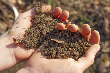 child hands holding soil and dirt to play, learn, garden for education, precious new life and ecology with sunny lightの写真素材