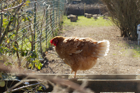 red hen perched on top of her shelter in her barnyard for homegrown chicken and eggsの写真素材