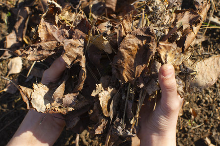 child hands holding organic dead leaves for precious life, organic observation, compost and gardeningの写真素材