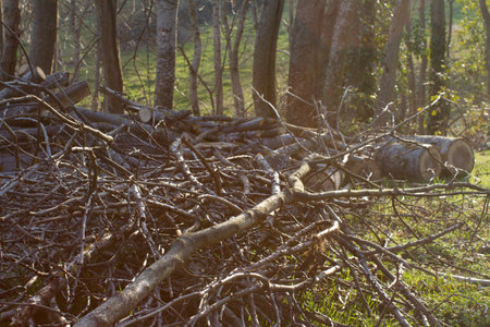 cutting down a big tree in a field or meadow for clearing out old or dead trees and getting energy from woodの写真素材