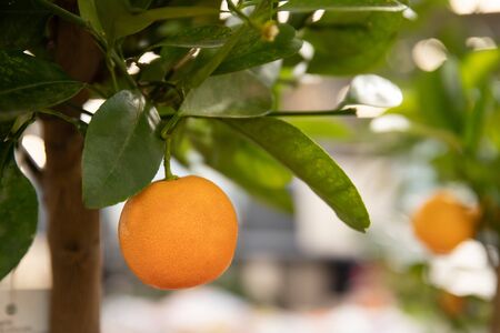 Tangerines on a tree branch. Fresh and beautiful citrusの写真素材
