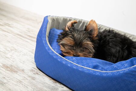 A puppy of the Yorkshire Terrier sleeps in a room in a dog bed. Sleep, relaxの写真素材