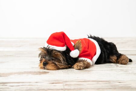 Little puppy in santa claus costume. Holiday. New Yearの写真素材
