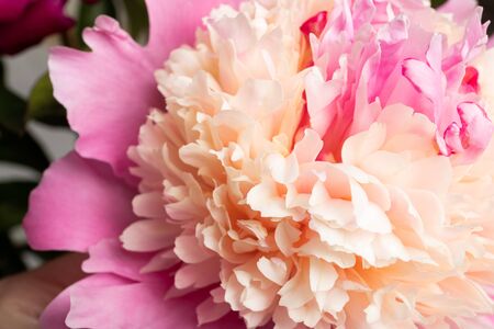Peonies close-up. Spring Flowers. Holidayの写真素材