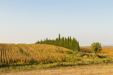 Tuscan countryside landscape with cypress trees and rows of vines