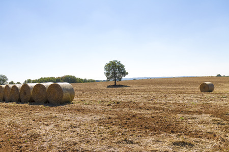 wheat field just after harvesting with hay balesの写真素材