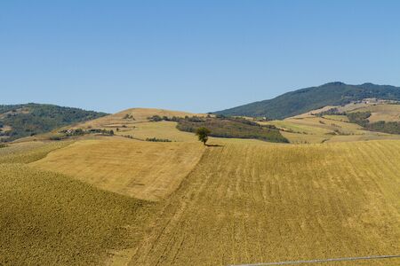 panorama rupestre con alberoの写真素材