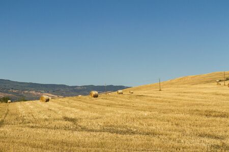 campo di grano con balle di fienoの写真素材