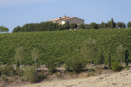 collina con filari di vite in toscanaの写真素材