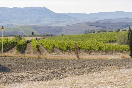 filari di viti toscaneの写真素材