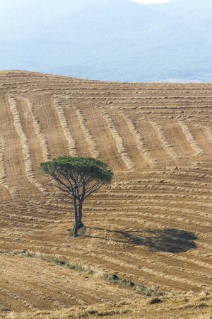 Tuscan landscapeの写真素材