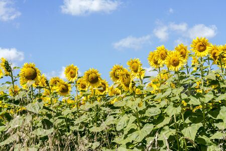 Cultivated lands: Growing of sunflower flowers in the midst of the fantastic Florentine countrysideの写真素材