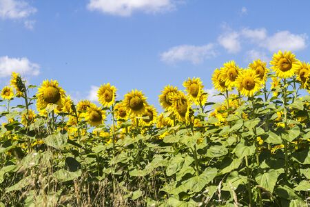 Cultivated lands: Growing of sunflower flowers in the midst of the fantastic Florentine countrysideの写真素材