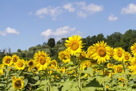 Cultivated lands: Growing of sunflower flowers in the midst of the fantastic Florentine countrysideの写真素材