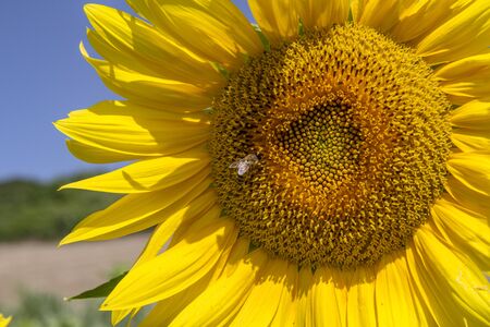 Cultivated lands: Growing of sunflower flowers in the midst of the fantastic Florentine countrysideの写真素材