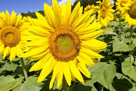 Cultivated lands: Growing of sunflower flowers in the midst of the fantastic Florentine countrysideの写真素材