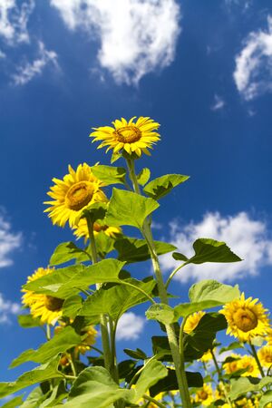 Cultivated lands: Growing of sunflower flowers in the midst of the fantastic Florentine countrysideの写真素材