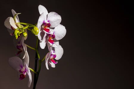 White and purple orchid flowers photographed in the studioの写真素材