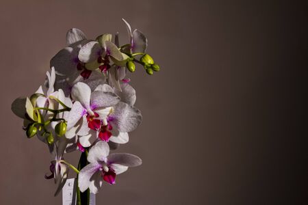 White and purple orchid flowers photographed in the studioの写真素材