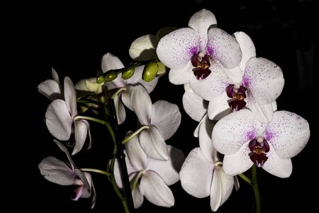 White and purple orchid flowers photographed in the studioの写真素材