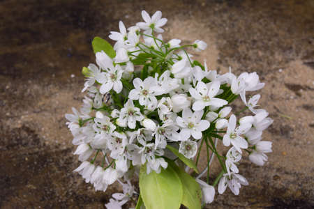 White wild flowersの写真素材