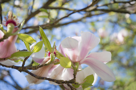 Blossoming magnolia, close upの写真素材