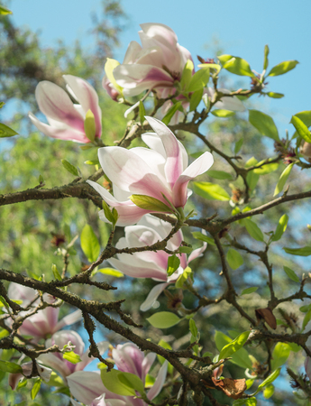 Magnolia blossomingの写真素材