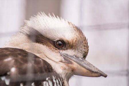 kookaburraの写真素材
