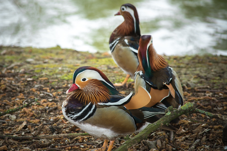 Three Mandarin Duck at the waterの写真素材