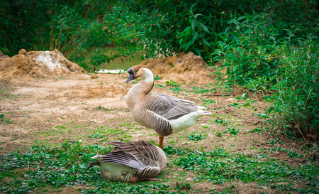 African Gooseの写真素材