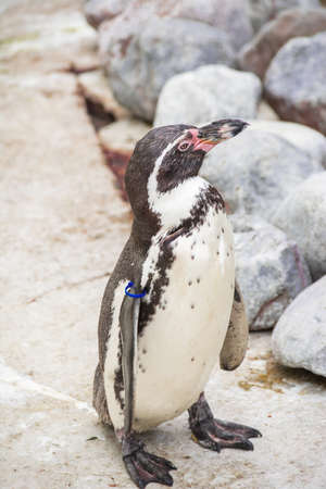 One penguin and rocksの写真素材