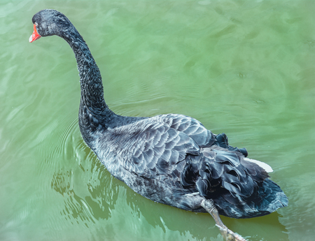 Black swan in the waterの写真素材
