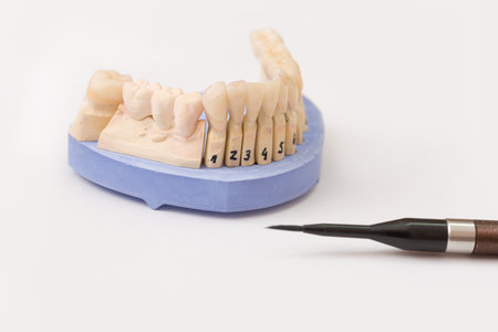 close up of dental imprint with artificial dentition with a paintbrush in a dental laboratory ready...