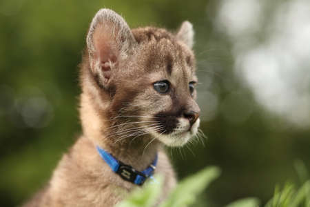 Portrait of a young cheetahの写真素材