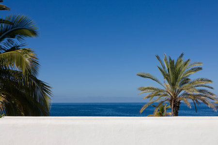 Palm trees on Tenerife in front of a sunny blue sky without clouds and a white wallの写真素材