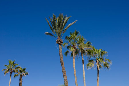 Palm trees on Tenerife in front of a sunny blue sky without cloudsの写真素材