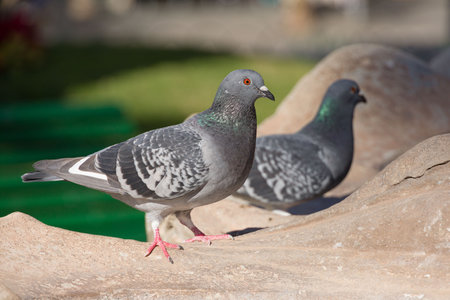 two pigeons sitting on a rock in a parkの写真素材