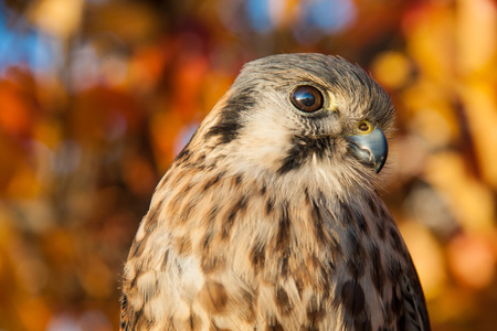 Kestrel portrait with fall leaves in the background. Bird of prey looking at the camera with blurred orange and red foliage behind it.の写真素材