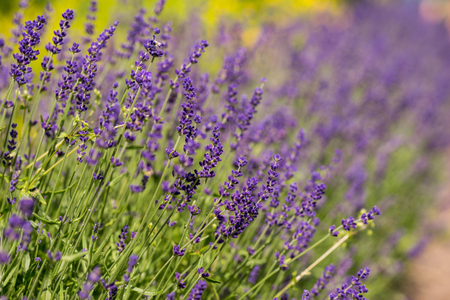 Lavender bushes closeup during the day. Lavender field closeup. Blooming lavender. Sunlight gleaming over purple flowers of lavender. Provence, France.の写真素材