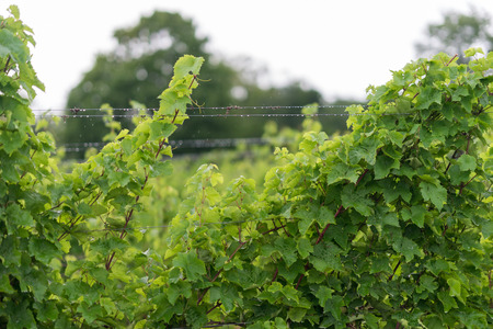 Beautiful lush green vineyard on a sunny summer day. Riesling grape vines fresh after the summer rain. Winemaking tradition.の写真素材