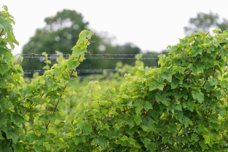 Beautiful lush green vineyard on a sunny summer day. Riesling grape vines fresh after the summer rain. Winemaking tradition.の写真素材