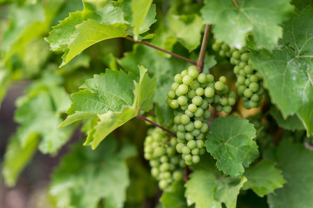 Beautiful lush green vineyard on a sunny summer day. Riesling grape vines fresh after the summer rain. Winemaking tradition.の写真素材