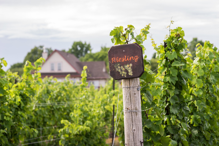 Beautiful lush green vineyard on a sunny summer day. Riesling grape vines fresh after the summer rain. Winemaking tradition.の写真素材