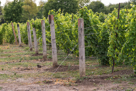 Beautiful lush green vineyard on a sunny summer day. Riesling grape vines fresh after the summer rain. Winemaking tradition.の写真素材
