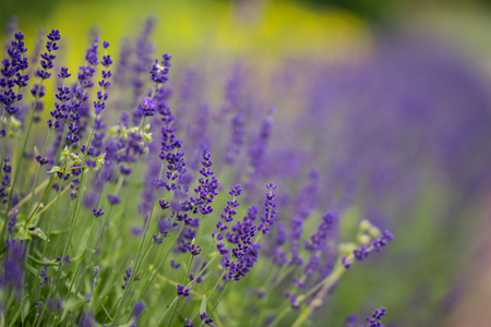 Lavender bushes closeup during the day. Lavender field closeup. Blooming lavender. Sunlight gleaming over purple flowers of lavender. Provence, France.の写真素材