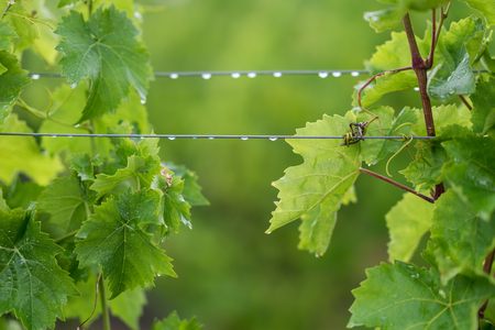 Beautiful lush green vineyard on a sunny summer day. Riesling grape vines fresh after the summer rain. Winemaking tradition.の写真素材