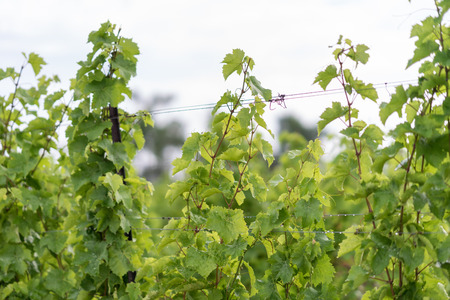 Beautiful lush green vineyard on a sunny summer day. Riesling grape vines fresh after the summer rain. Winemaking tradition.の写真素材