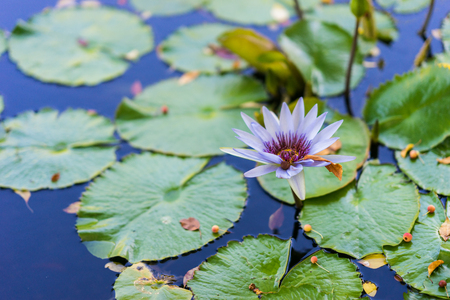 Water lily floating on water surrounded by green leaves. Purple and pink flowers in bloom.の写真素材