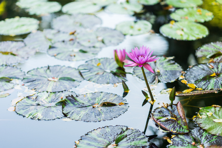 Water lily floating on water surrounded by green leaves. Purple and pink flowers in bloom.の写真素材