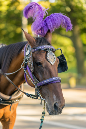 Horse wearing purple tack, bridle and feathers pulling a carriage in Central Park, New York City outdoors on a sunny summer day.の写真素材